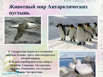 Животные антарктической пустыни