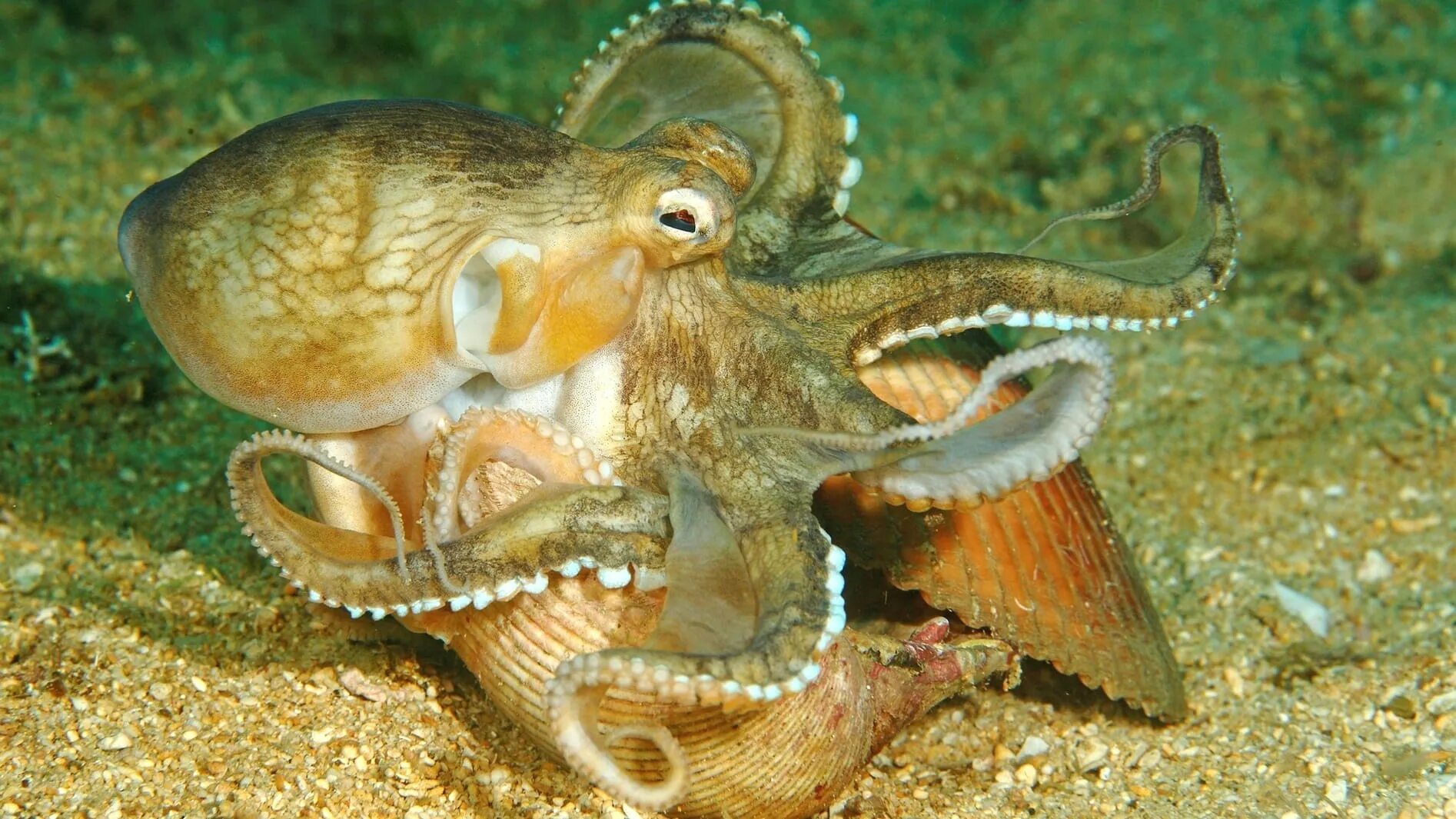 Съесть осьминога. Головоногие моллюски хищники. Amphioctopus marginatus. Осьминог. Осьминог моллюск.