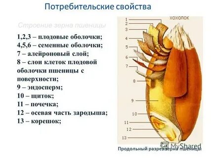 Эндосперм зерна