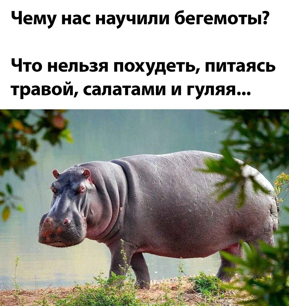 Мем бегемот. Чему научили нас бегемоты. чему научили нас бегемоты что нельзя похудеть. обыкновенный бегемот. чему нас учат бегемоты.