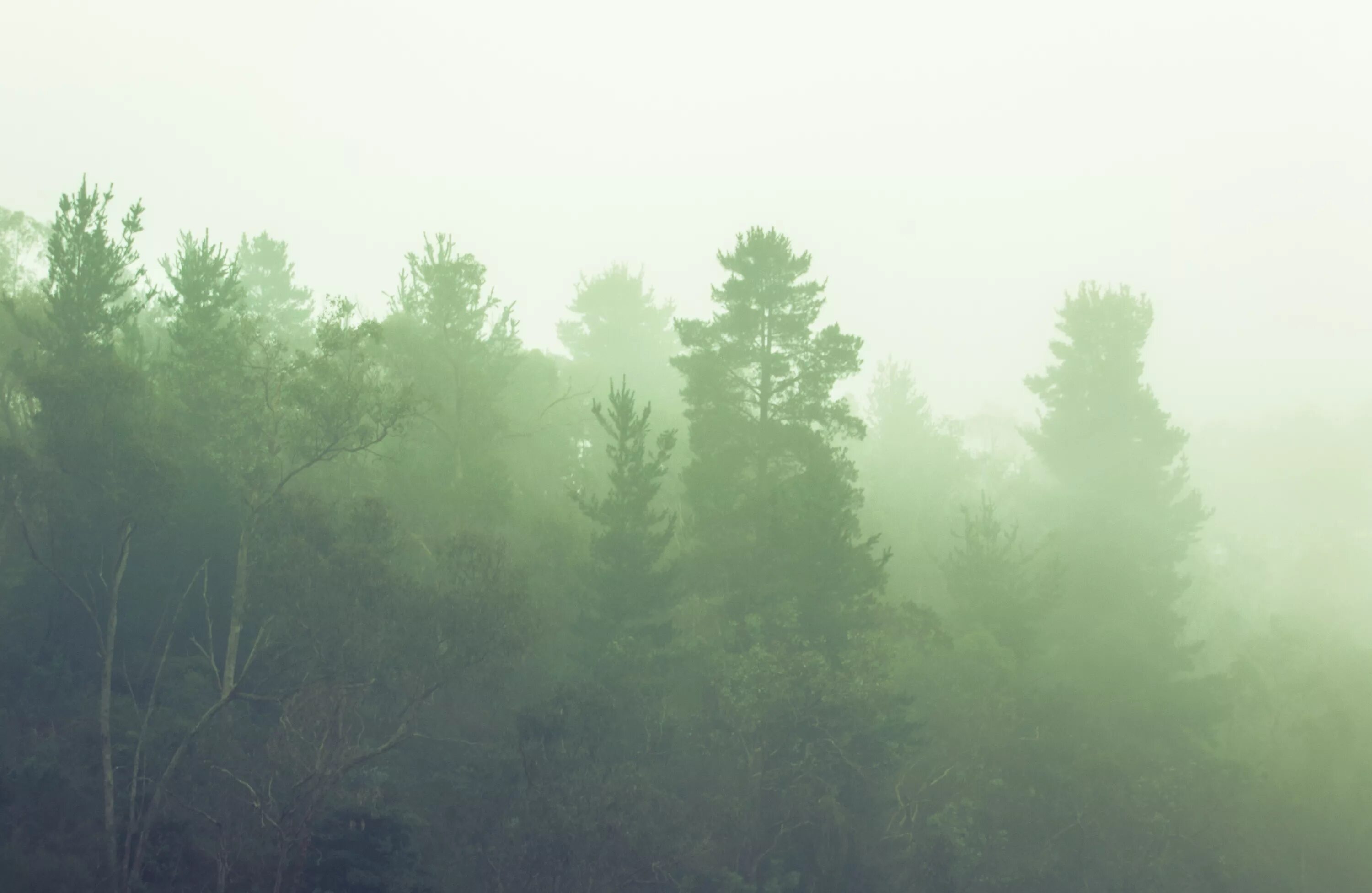 Зеленая дымка на деревьях. Лес в тумане. Хвойный лес в тумане. Лиственный лес в тумане. Фон для презентации лес.