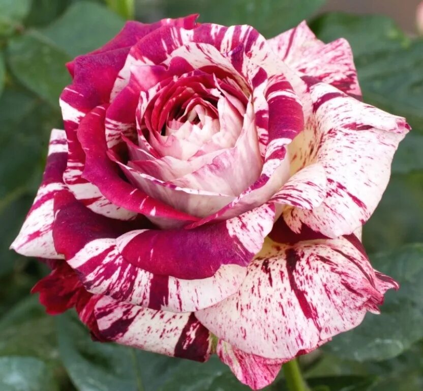 Пестрые розы. Сорт розы Хулио Иглесиас. Роса сатина Сайно гибридная.