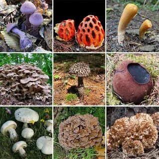 Какие грибы считаются самыми дорогими