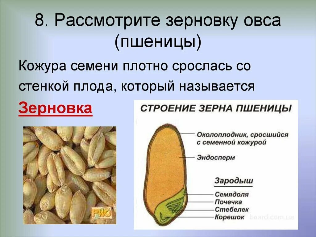 Функции частей семян. Строение зерновика пшеницы. Строение однодольного семени пшеницы. Строение зерновки пшеницы ЕГЭ. Строение зародыша зерна пшеницы.