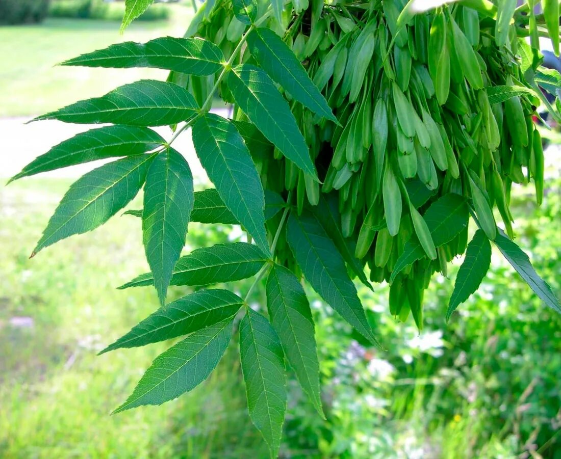 Эхо ясен. "Ясень обыкновенный (Fraxinus Exсelsior. Ясень обыкновенный -Fráxinus Excélsior. Ясень обыкновенный Пендула. Клен ясенелистный лист.