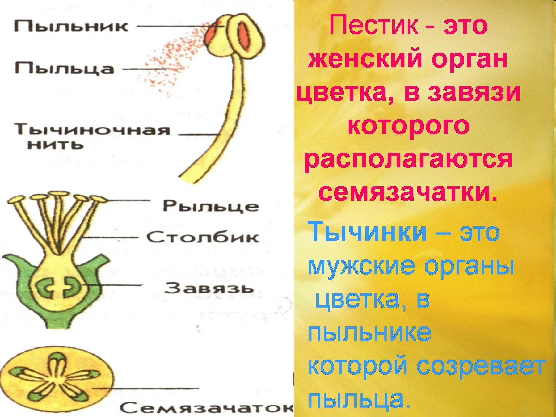 Строение пестика и тычинки. Строение пестика цветка. Женские органы цветка. Пестик и тычинка что мужское а что женское.