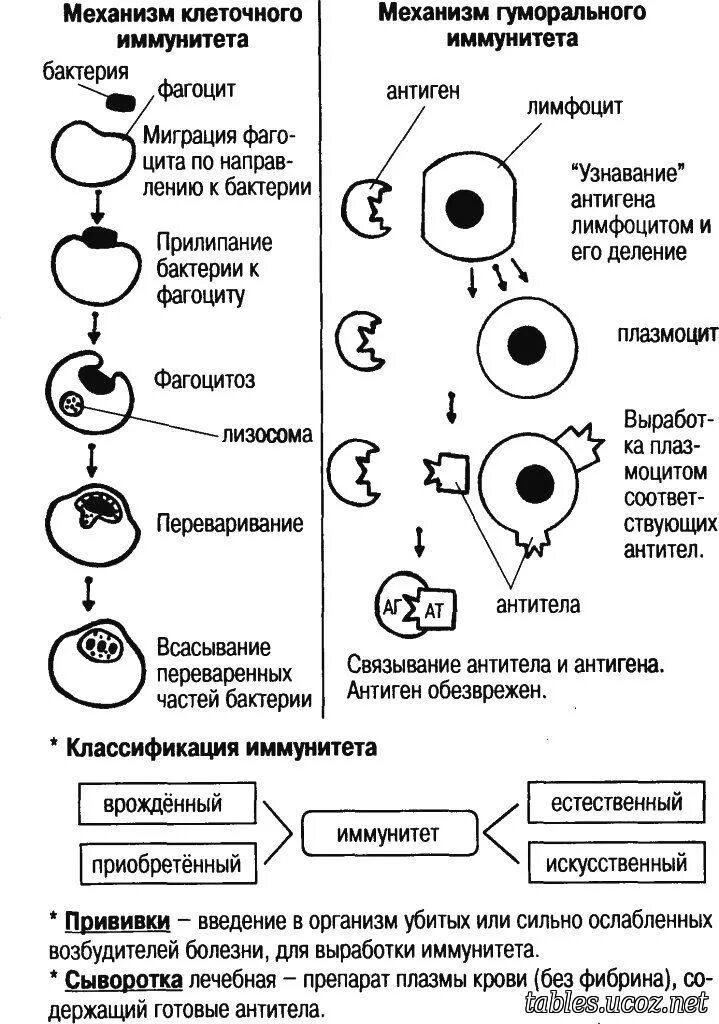 Механизм гуморального иммунитета схема. Клетки иммунной системы иммунология. Клетки иммунной системы иммунология. Схема формирования клеточного иммунитета. Т-клетки иммунной системы и антитела.