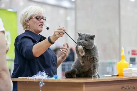 Парк хаус выставка кошек