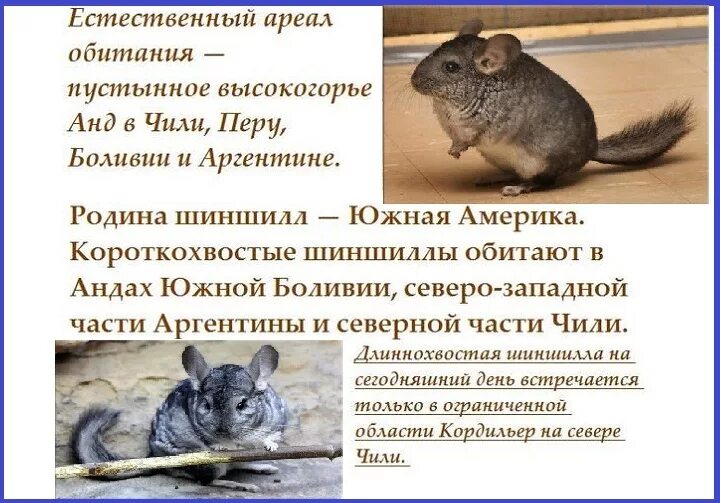 Презентация про шиншиллу. Презентация про шиншиллу. Шиншиллы домашние минусы. Шиншилла грызун. Минусы шиншилл.