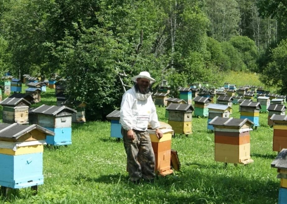 Пчеловодное хозяйство "Пасечник Шишкин". Пчелиная пасека. Ульи для пчел. Купить пчел в башкирии