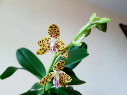 Plants орхидея