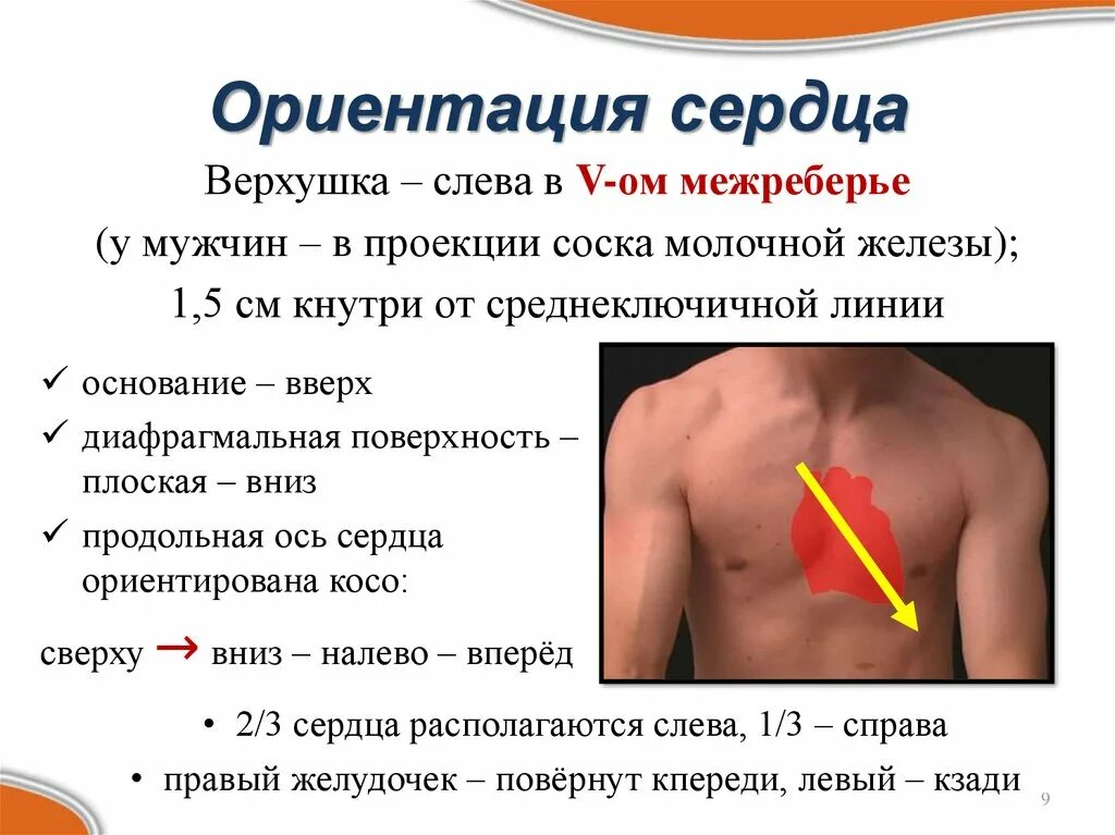 Верхушка сердца. Верхушка сердца располагается. Где верхушка сердца. Верхушка и основание сердца.