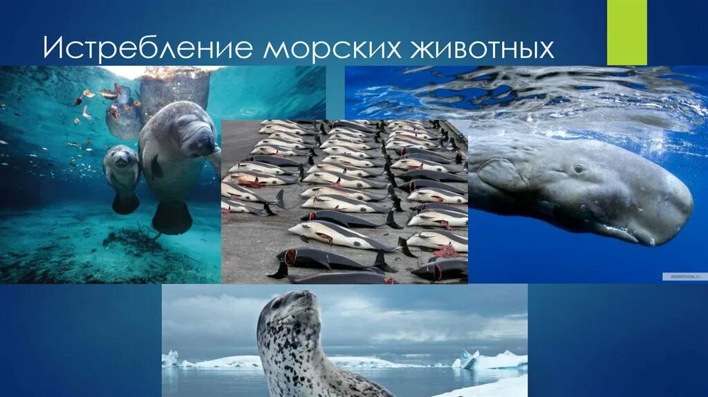 Глобальные проблемы животных. Истребление морских животных. истребление морских животных в мировом океане. истребление морских животных мирового океана пути решения. браконьерство в мировом океане.