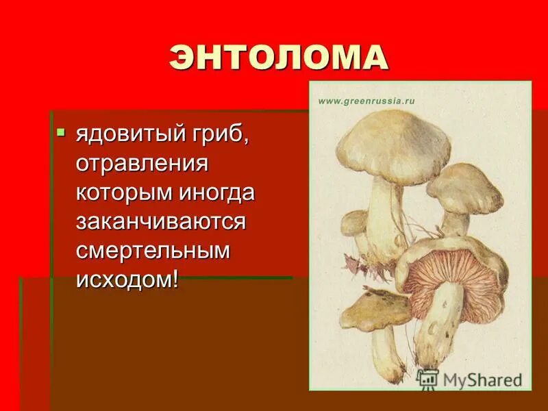 Ядовитые грибы. Ядовитые грибы описание. Ядовитые грибы презентация. Ядовитые грибы слайд. Тема опасные грибы