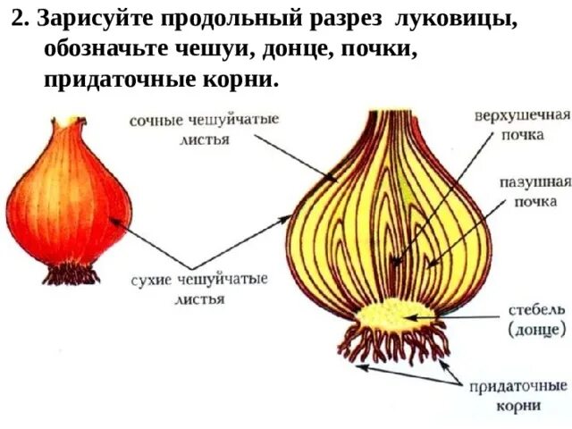 Сочные листья чешуи функции. Разрез луковицы чешуя донце почки придаточные корни. донце – видоизмененный стебель луковицы?. чешуи на продольном разрезе луковицы. зарисуйте продольный разрез луковицы.