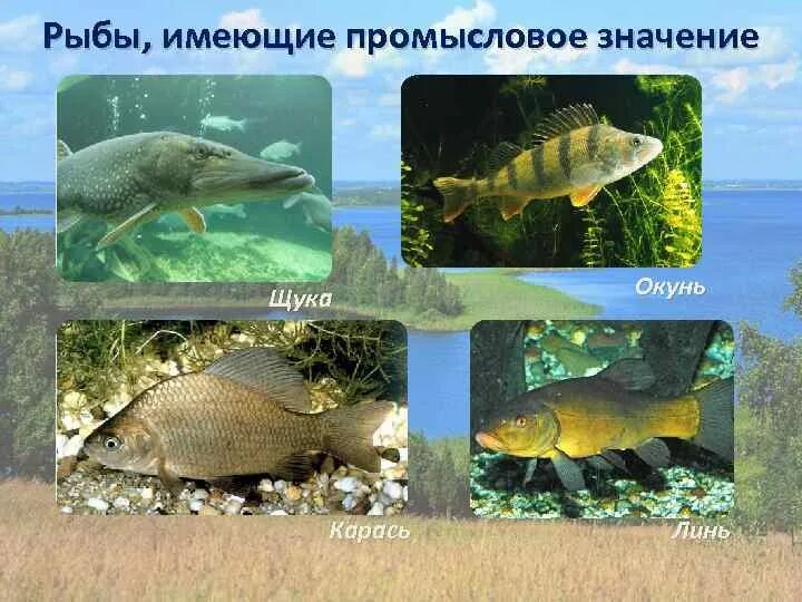 Моря имеющие промысловое значение. Какие рыбы имеют промысловое значение. промысловое значение щуки. какие рыбы имеют промысловое значение 7 класс. биологическое значение щуки.