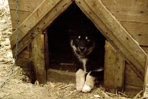 Жила в будке