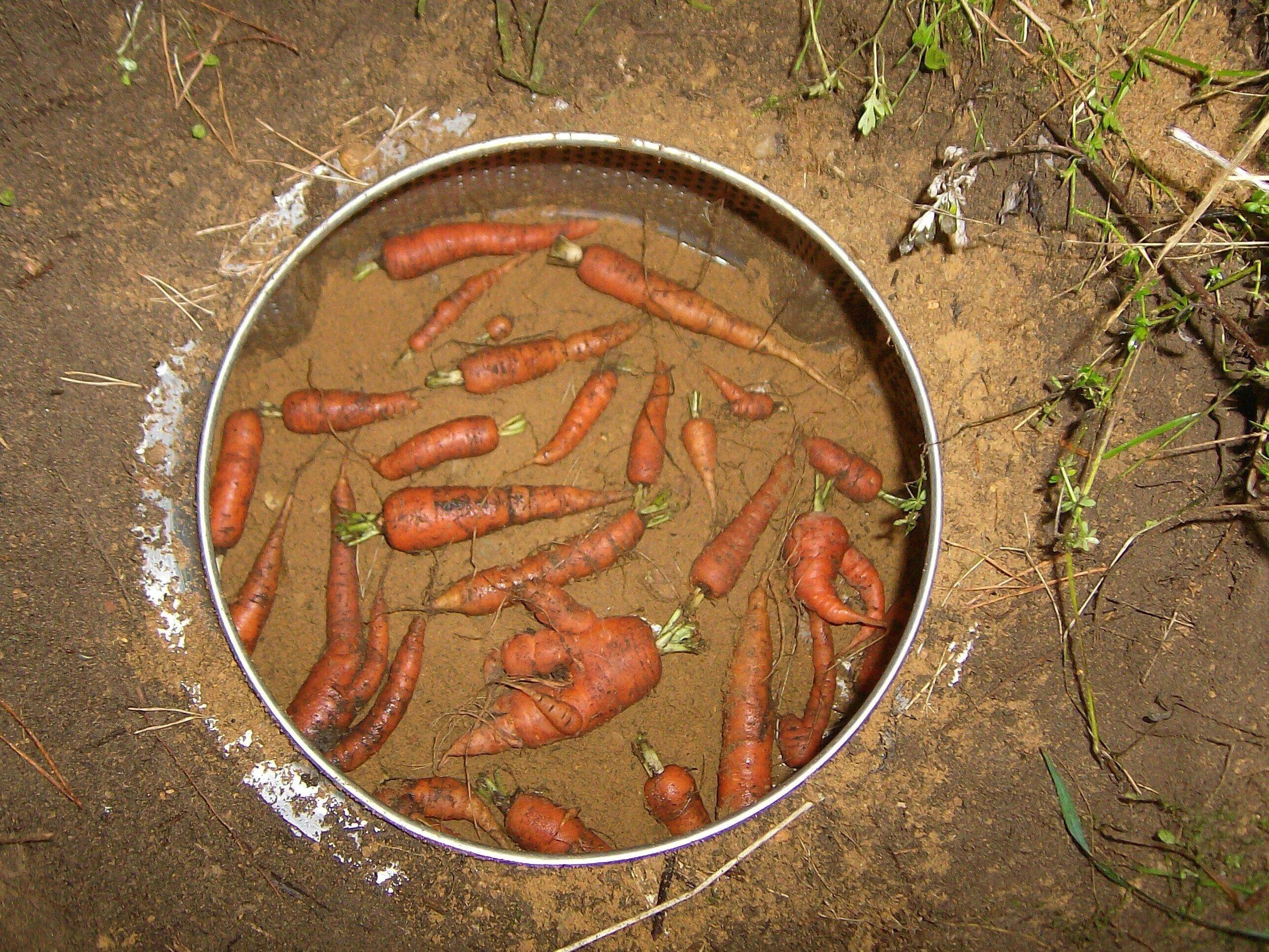 Хранение моркови. Хранение моркови в песке. Хранение моркови на зиму. Способы хранения моркови. Как лучше хранить морковь