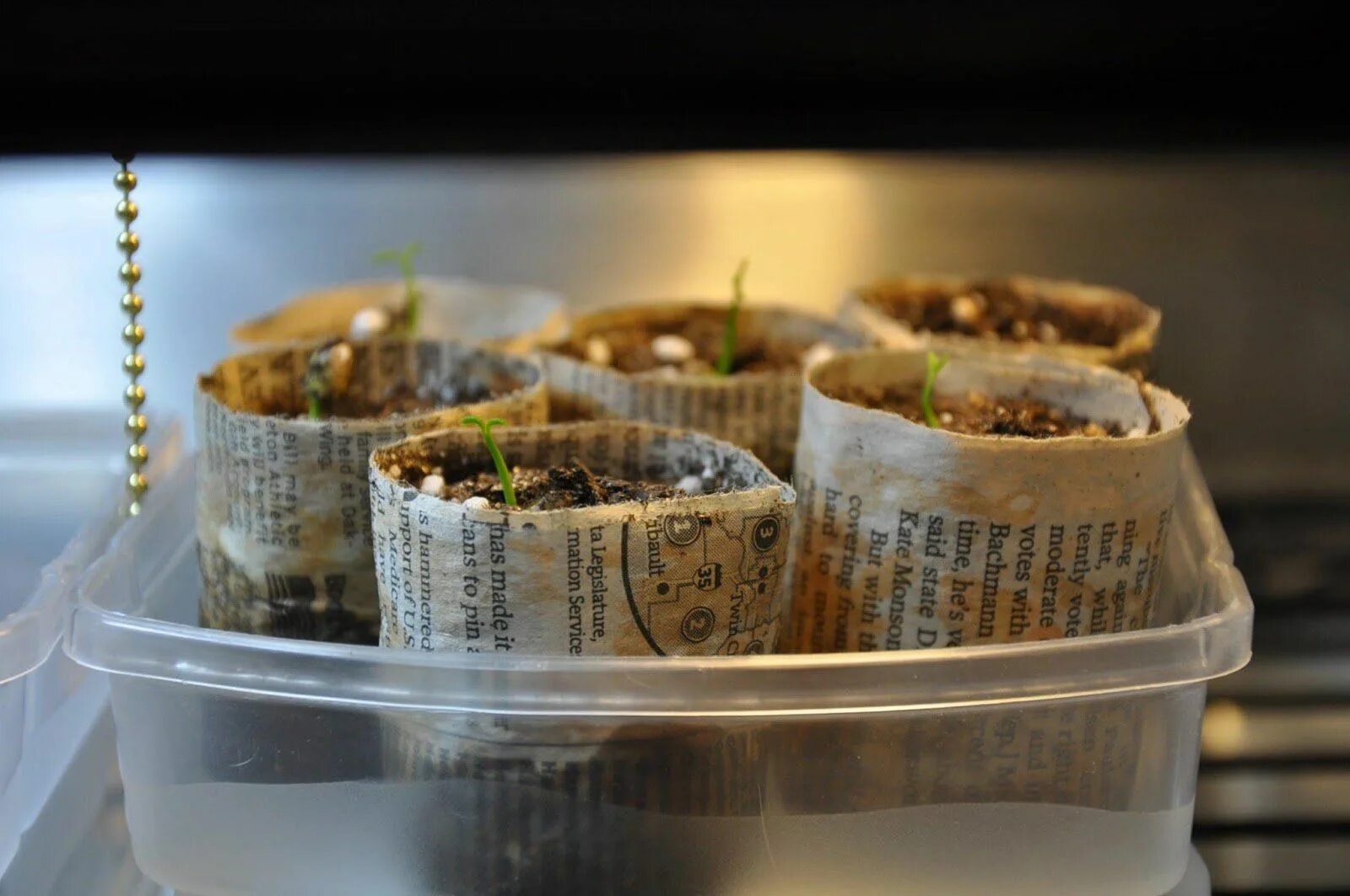 Засеянный горшочек. Бумажные стаканчики для рассады. Сажать семена. Семечко в горшке. Цветочный горшок с землей.