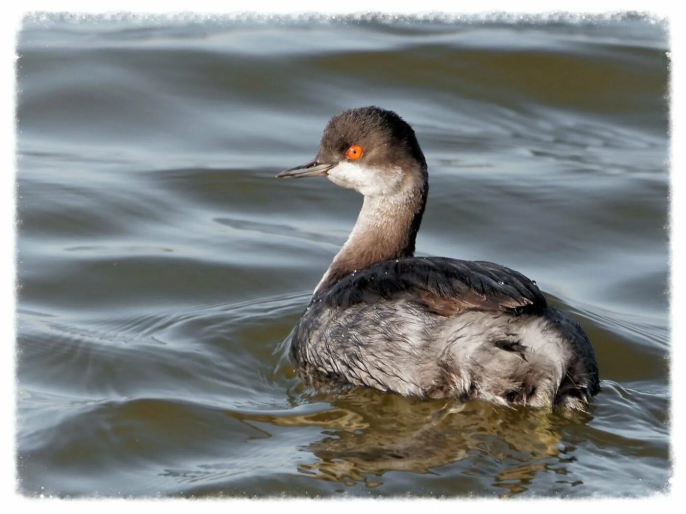 Водоплавающей птицей является