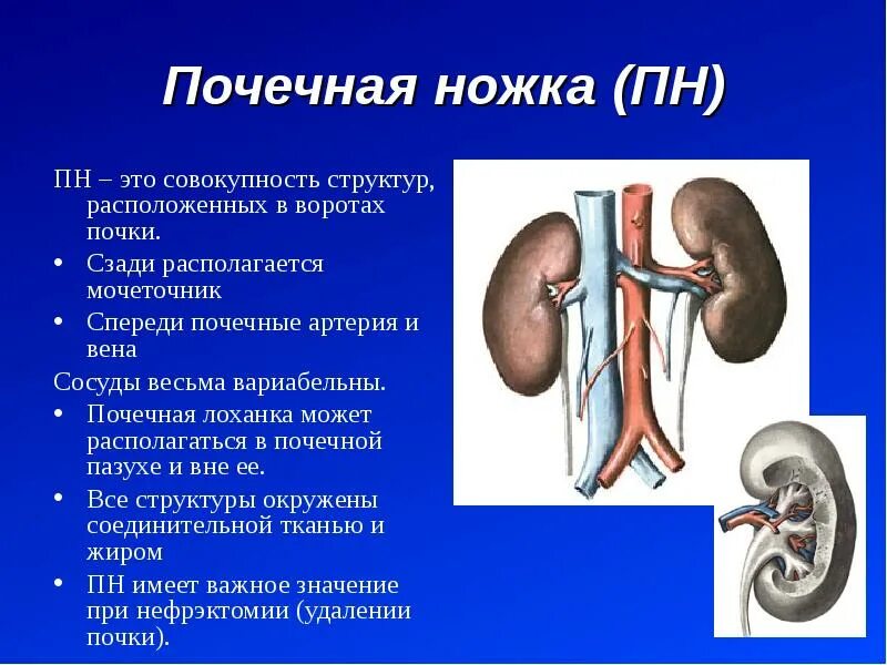 Образование лоханки почки. Почечная лоханка синтопия. Топография и строение почек. Синтопия ножки почки.