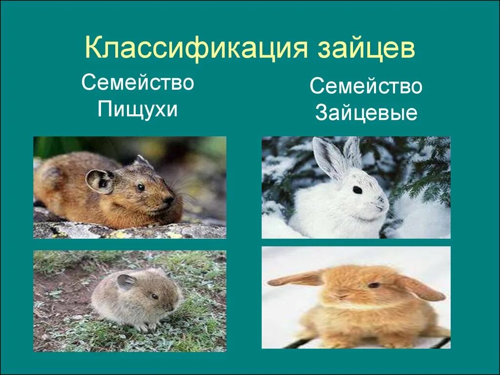 Классификация зайца по биологии 5 класс. Классификация зайца. систематика зайца. заяц классификация по биологии. пищуха классификация.