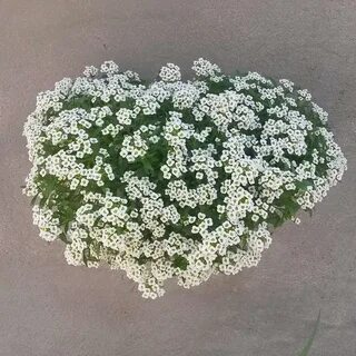 Семена алиссума в открытый грунт