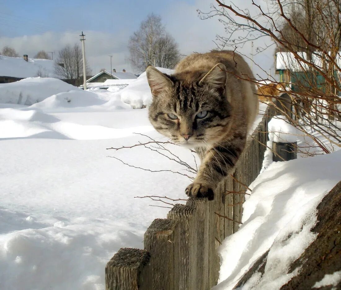 Никак не страшна. Котики весной. Кот зимой.