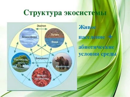 Обязательные компоненты экосистемы