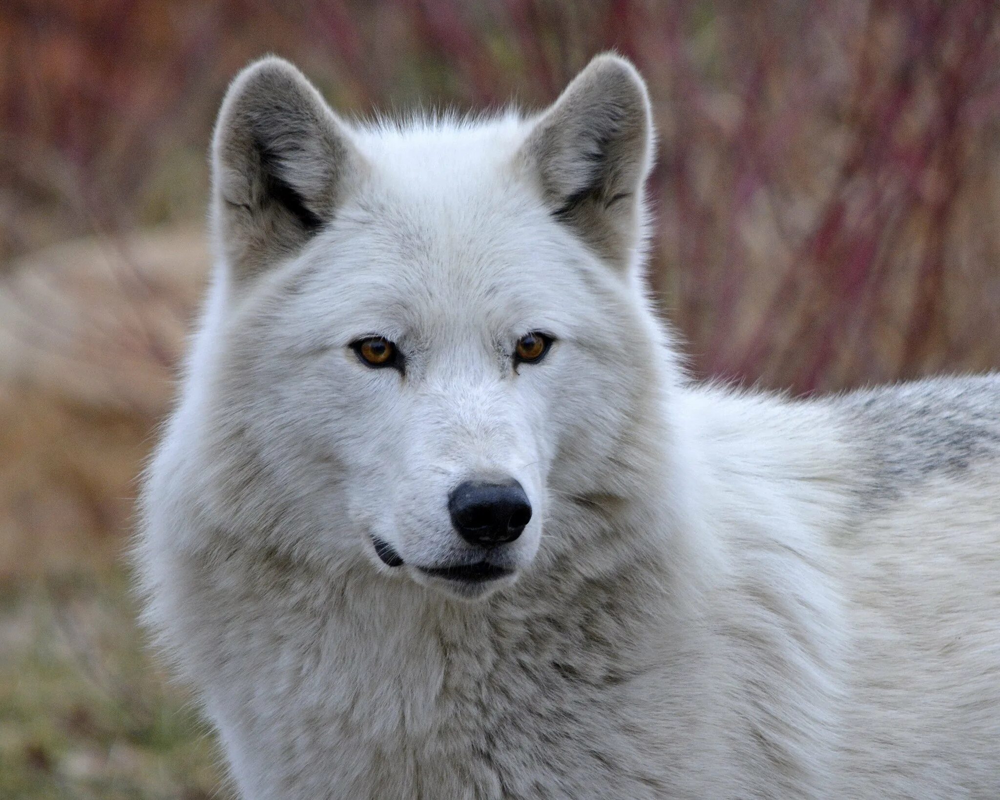 Белый волк. Белая волчица. Бело серый волк. Полярный волк серый. Beautiful wolves