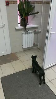 Хвостики белгород