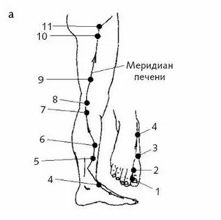 Точки печени