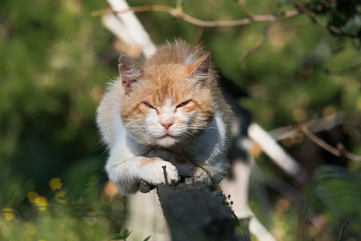 Песни котики озорные хвостики. Озорные коты. озорная кошечка. озорные кошки фото. шкодливые котята.