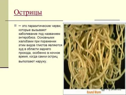 Острицы у взрослых отзывы