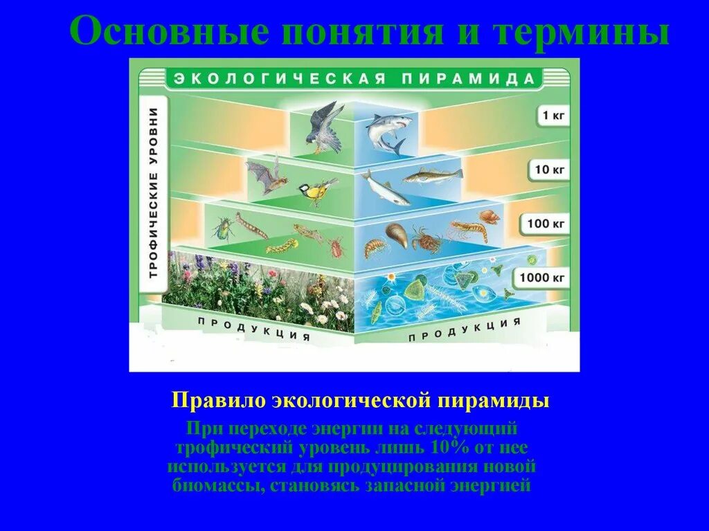В соответствии с правилом экологической. Экологическая пирамида. правила экологической пирамиды. правило экологической пирамиды. экологические пирамиды это в экологии.