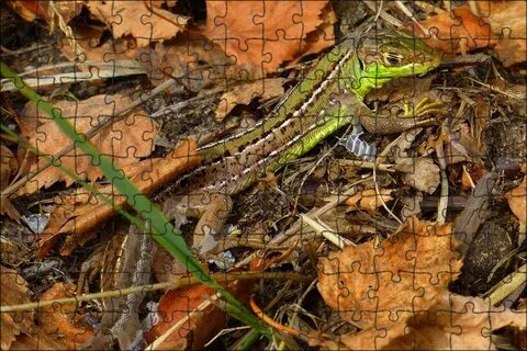 Lizard skins