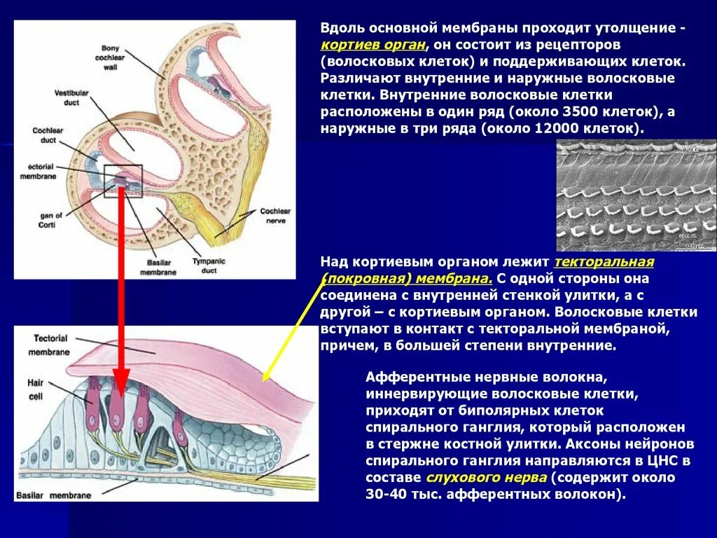 Кортиев орган волосковые клетки. Иннервация Кортиева органа. Волосковые клетки и спиральный ганглий. Волосковые клетки улитки внутреннего уха. Мембраны внутреннего уха