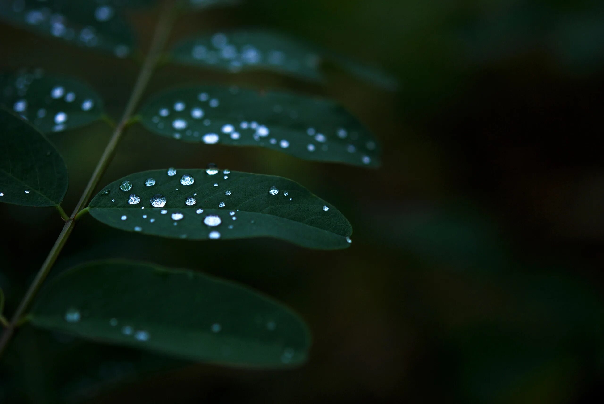 Leaves wallpaper