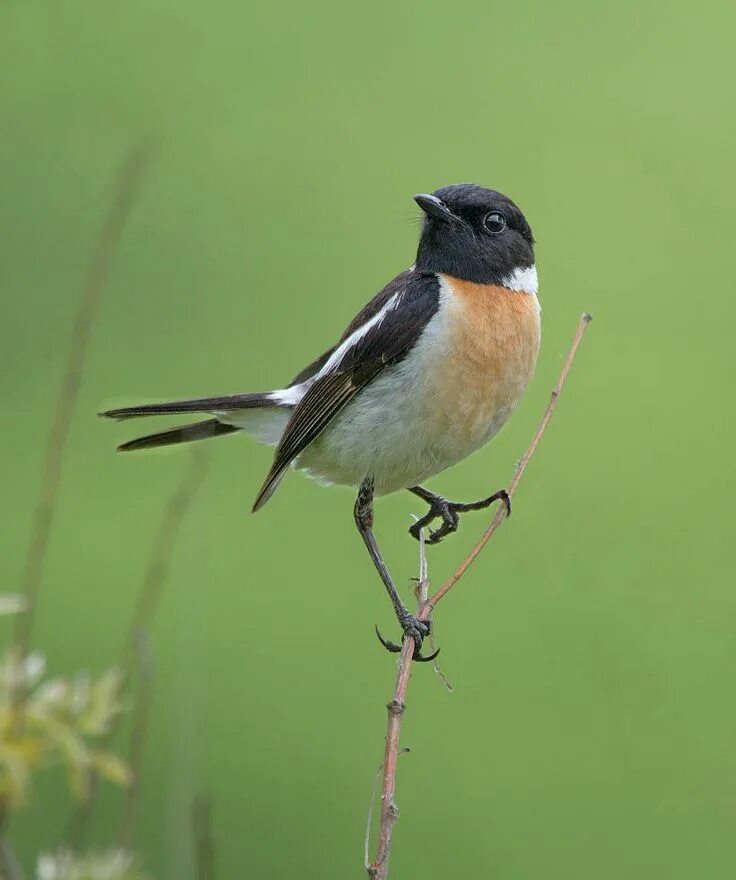 Белая мухоловка птица. Мухоловка пеструшка. Синица горихвостка. Зарянка лесная птица. Черноголовый чекан горихвостка.