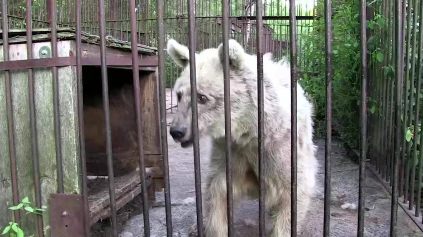 Сколько живут медведи в неволе. Животные в неволе. Тигр в клетку.