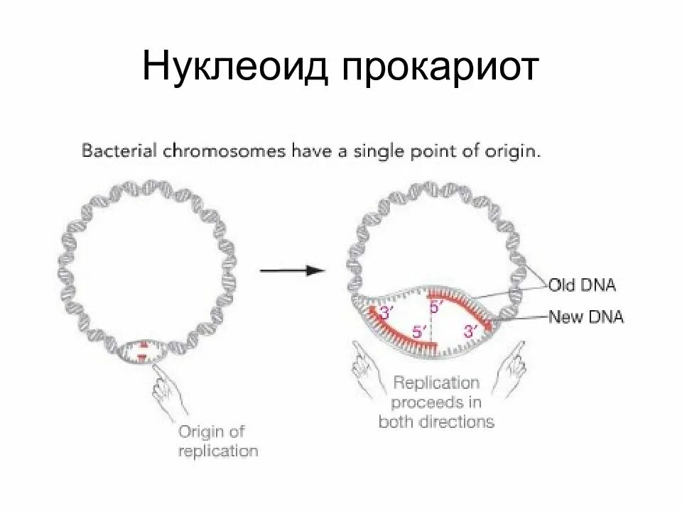 Нуклеоид прокариот