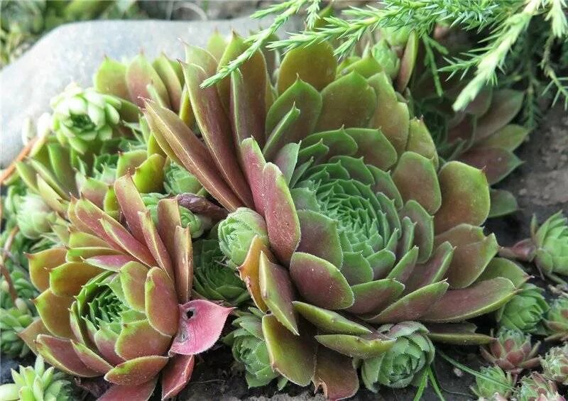 Flora Paraíba - Plantas e paisagismo - Tudo sobre Suculentas Jardim interno lind