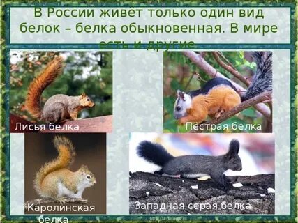 Белки сколько видов