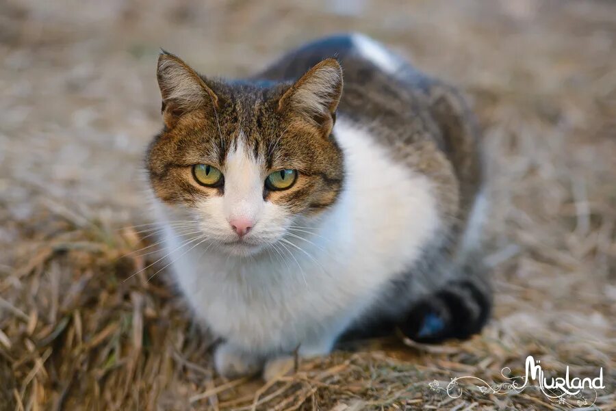 Мурзик. Кошка Мурзик. Кот Мурзик серый. Кот Мурзик фото.