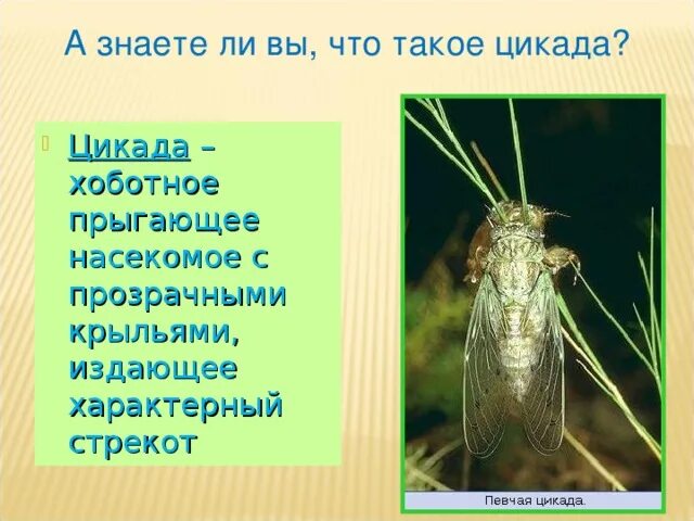 Цикада является многозначным словом. Стрекот кузнечика читать. цикада загадка. с г георгиев стрекот кузнечика. рассказ о цикаде.