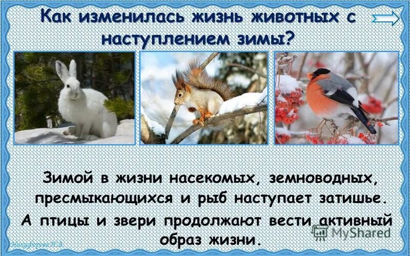 Изменениядивотных с наступлением зимы. Изменения в природе зимой. Изменения в природе с наступлением зимы. Изменения в жизни животных зимой. Зимние явления в жизни животных.