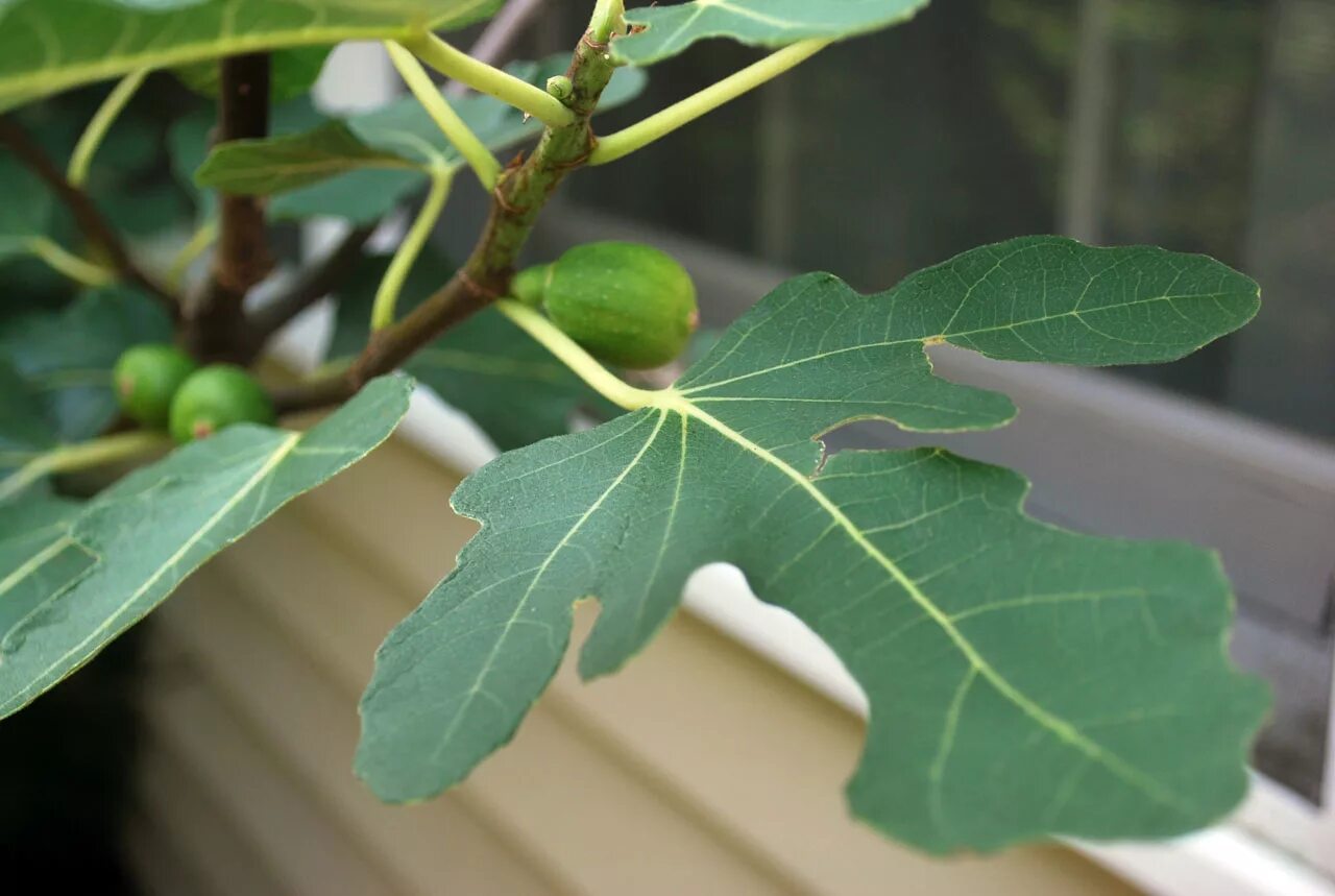 File:Ficus carica leaf.jpg - Wikimedia Commons