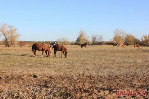 Волгоградская область хутор тормосин