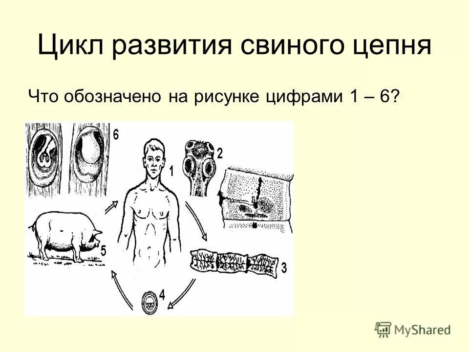 Какая стадия свиного цепня разовьется в человеке. Цикл развития свиного цепня. Промежуточный цикл развития свиного цепня. Цикл развития свиного цепня рисунок. Развитие свиного цепня рисунок.