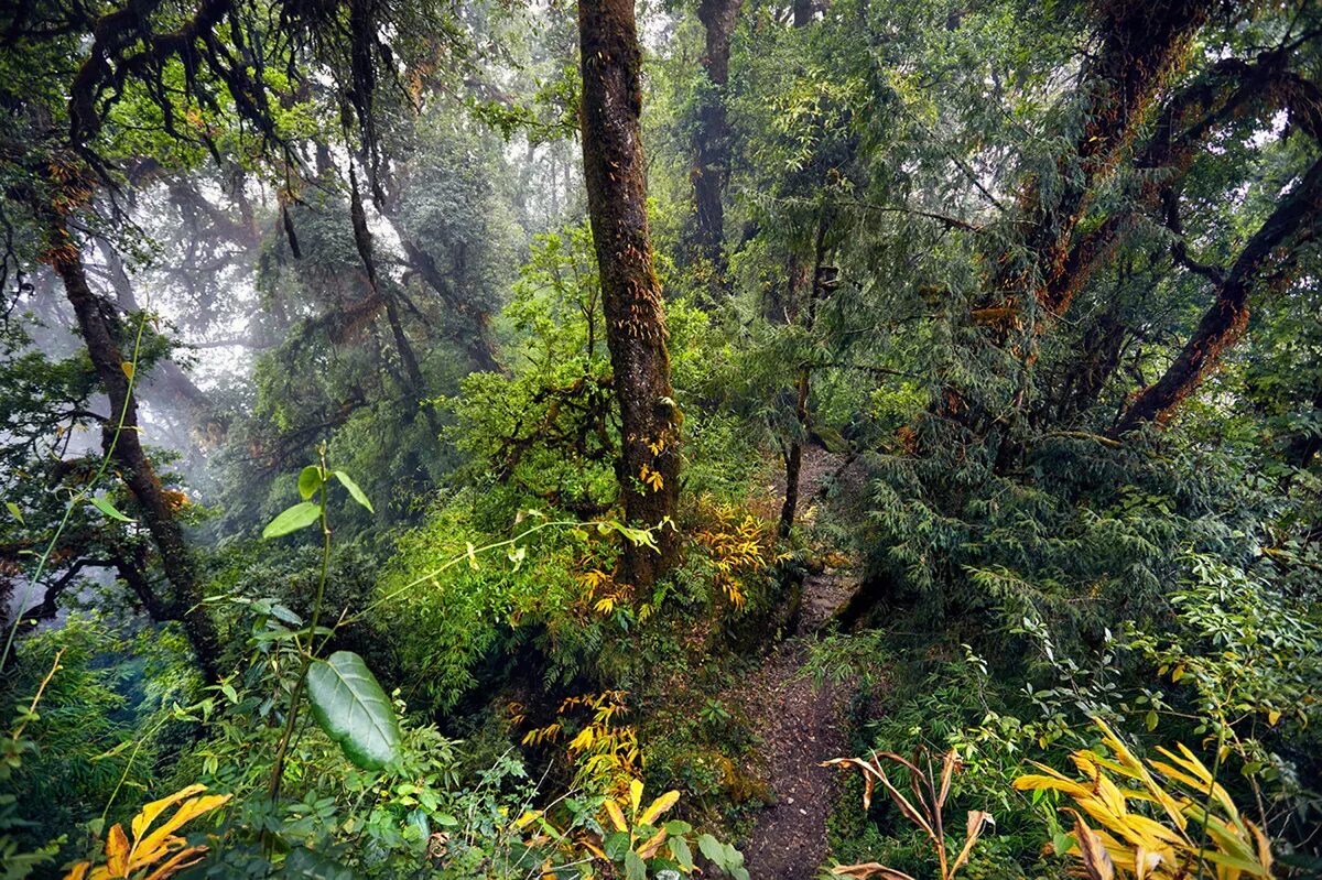Джунгли внутри тебя. Тропический лес Гималаи. Тропики и субтропики. Леса Гималаев. Туманный субтропический лес.